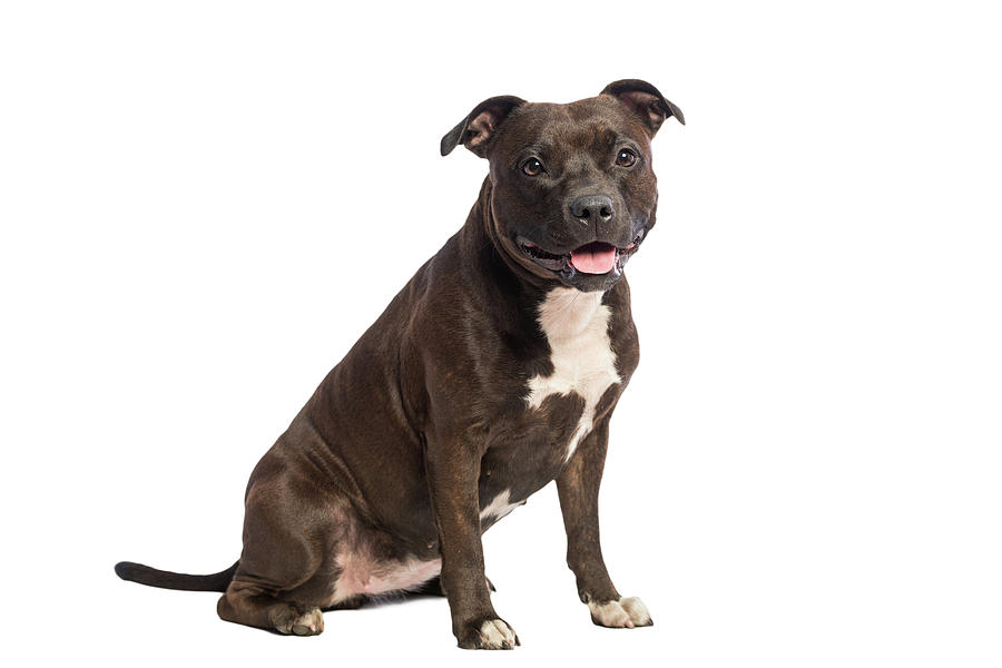 Cute Pitbull  Dog Standing Isolated On White  Background  