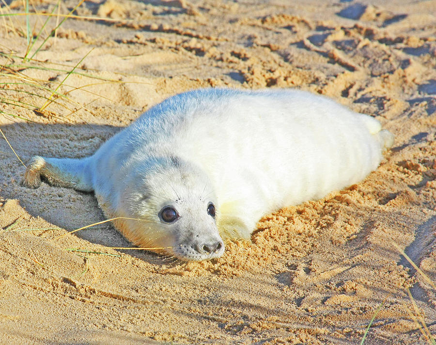 Cute seal pup #1 Photograph by Ed James