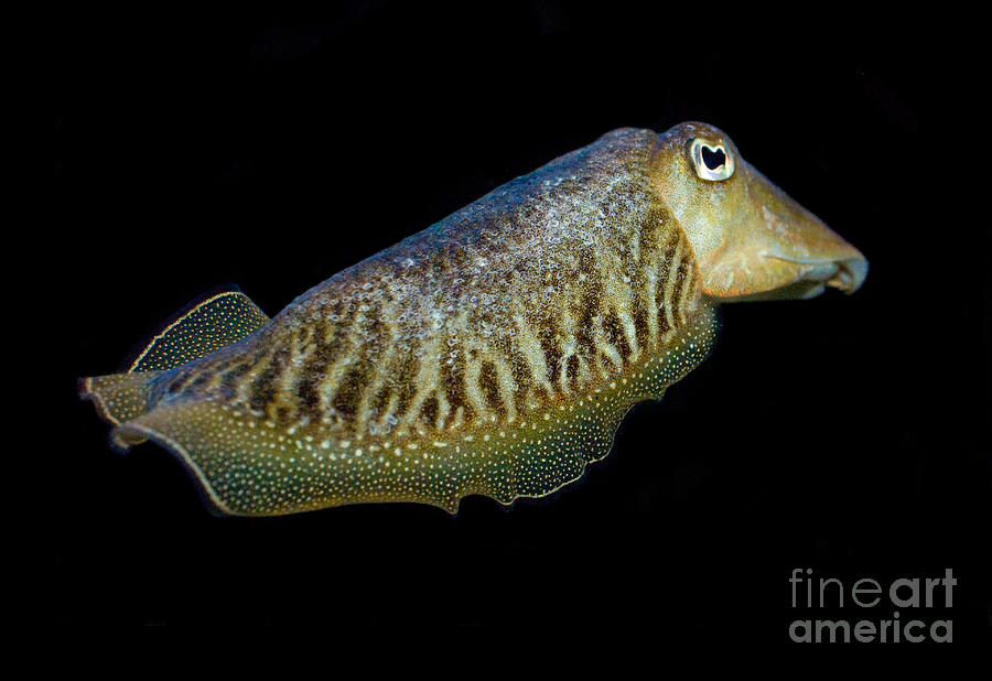 Cuttlefish at Night. #1 Photograph by Anthony Totah
