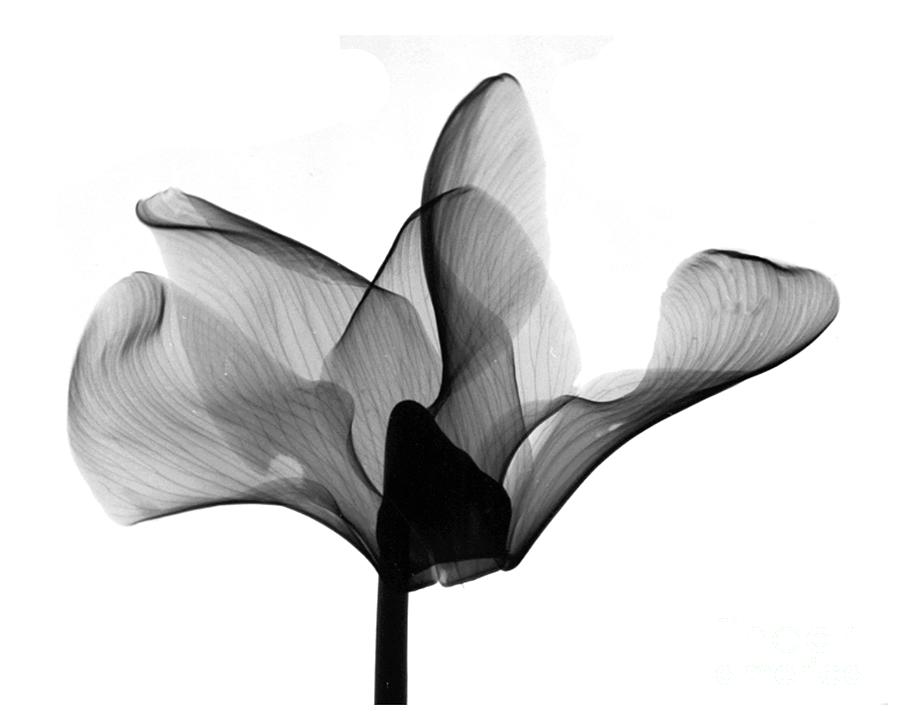 Cyclamen Flower X-ray #5 Photograph by Bert Myers