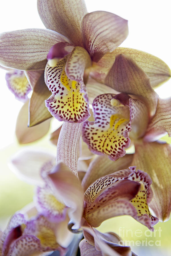 Cymbidium Orchid Flower #1 Photograph by Kyle Rothenborg - Printscapes