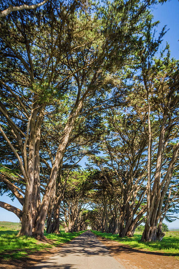 Cypres Tree Tunnel At Point Reyes  National Seashore #1 Photograph by Alex Grichenko