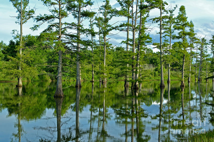 Cypress Grove Photograph by Kevin Pugh Fine Art America
