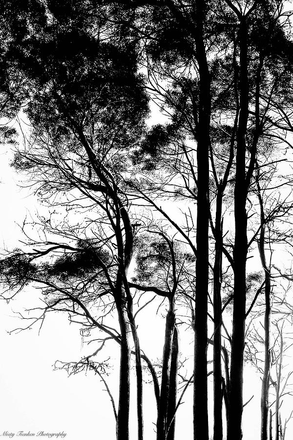 Cypress Grove #1 Photograph by Misty Tienken