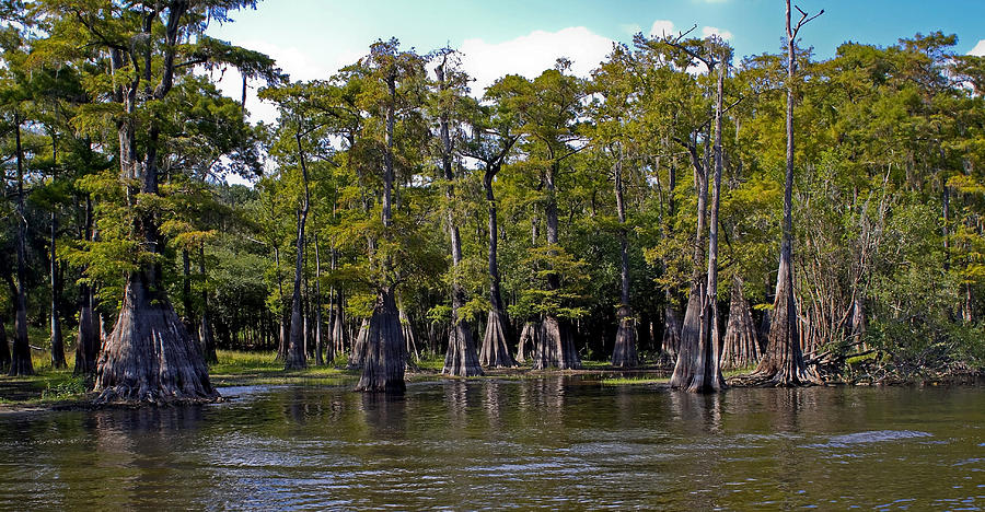 Cypress Photograph - Cypress On The Suwannee by Farol Tomson Cypress Photograph - Cypress On The Suwannee by Farol Tomson