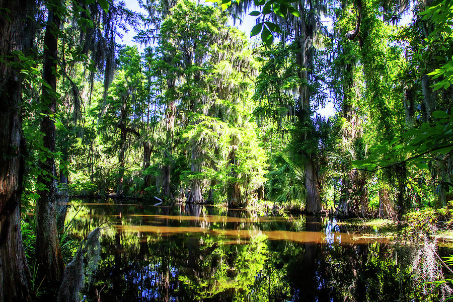 Cypress Pond -1 #1 Photograph by Alan Hausenflock