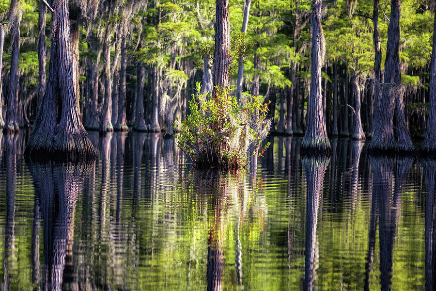 Cypress Swamp -1  #1 Photograph by Alex Mironyuk