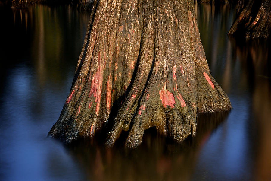 Cypress Tree #1 Photograph by Evgeny Vasenev