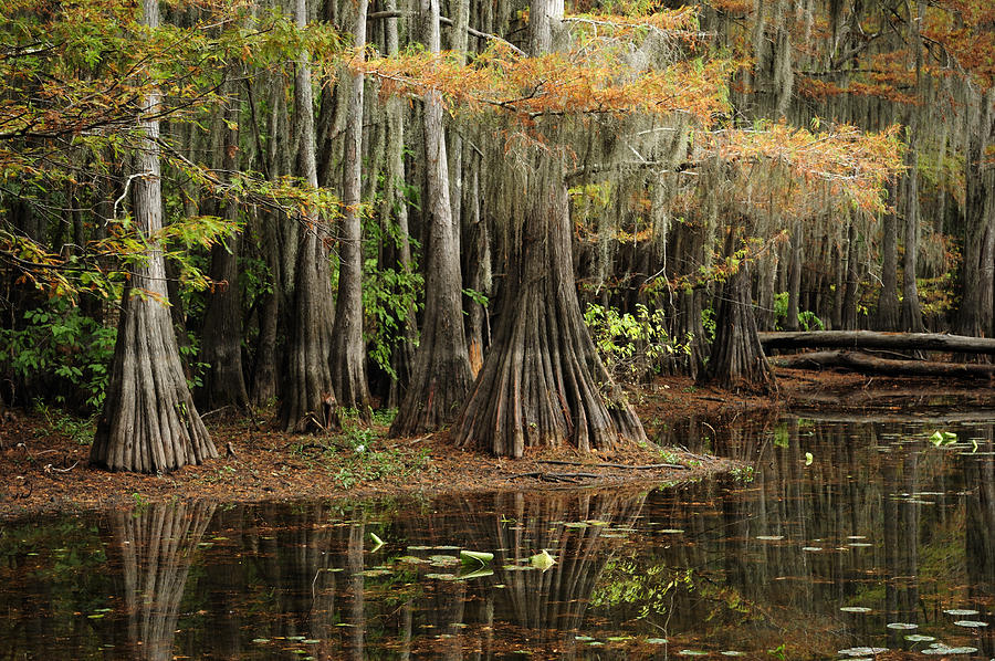 Cypress Trees in Caddo Lake #1 Photograph by Iris Greenwell