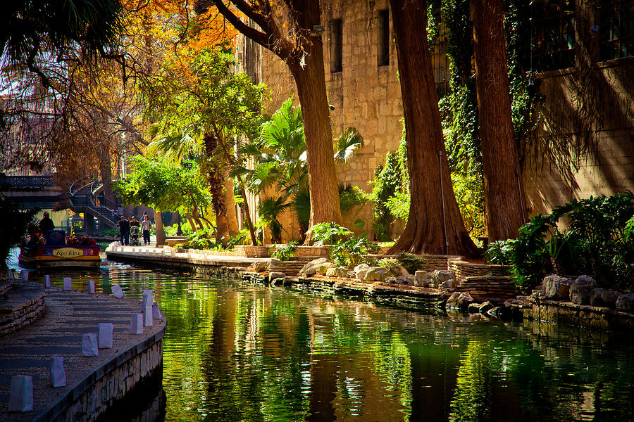 Cypress Trees in the Riverwalk #1 Photograph by Iris Greenwell