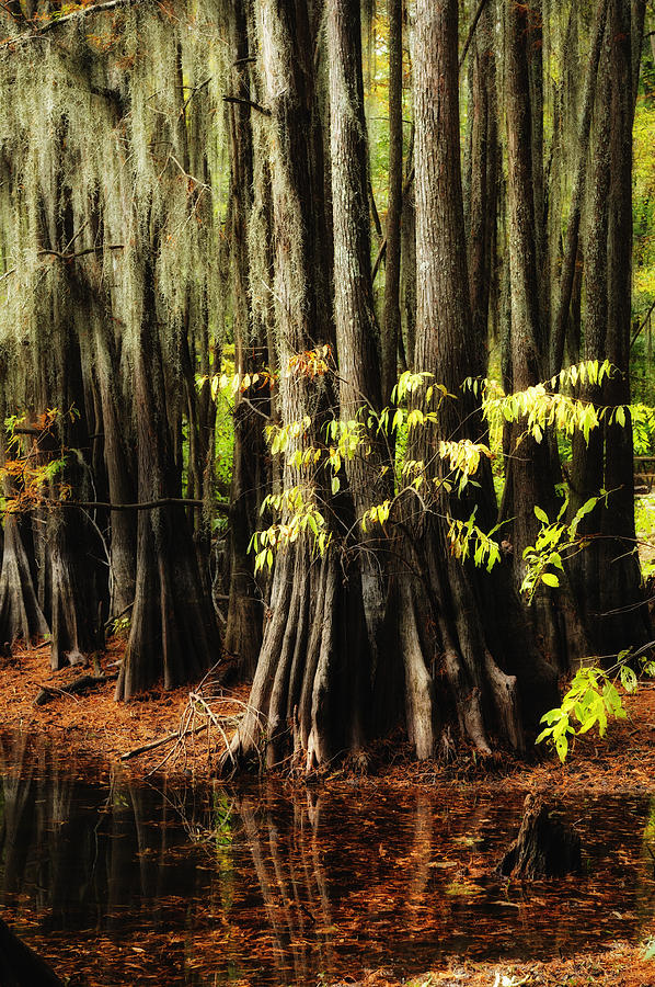 Cypress Trunks #1 Photograph by Iris Greenwell