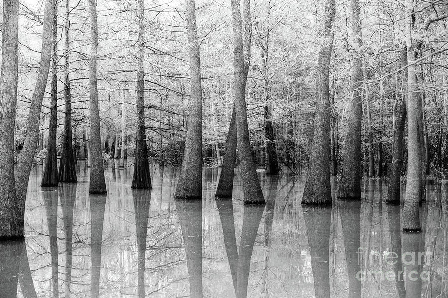 Cypress - Tupelo Swamp North Louisiana BW Photograph by Scott Pellegrin
