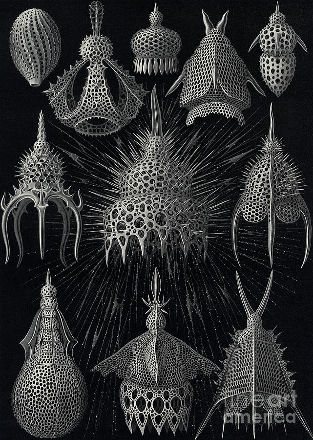 Cyrtoidea Drawing by Ernst Haeckel