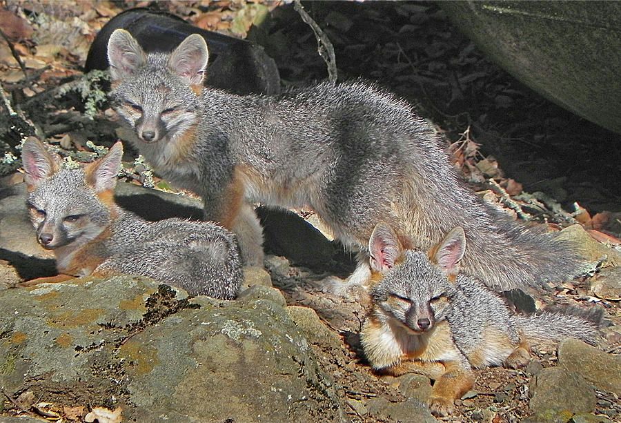 D-A0072 Fox Family on our Mountain #1 Photograph by Ed Cooper Photography