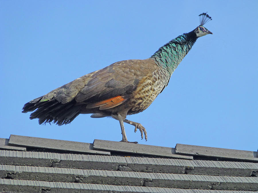 D3B6396 Pea Hen on our Roof #1 Photograph by Ed Cooper Photography