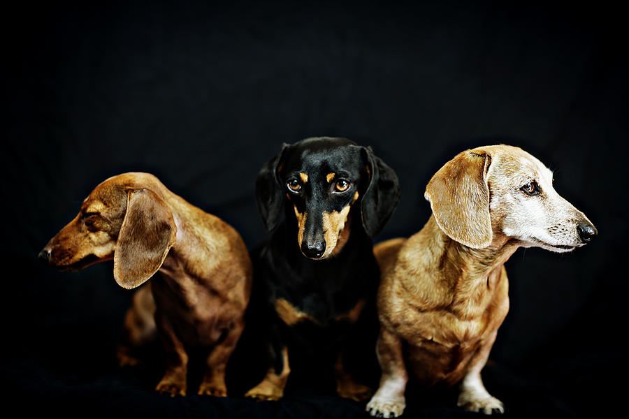 Dachshund Photograph - Dachshund pack  #1 by Johnny Ortez-Tibbels