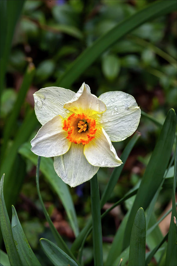 Daffodil and Raindrops #1 Photograph by Robert Ullmann