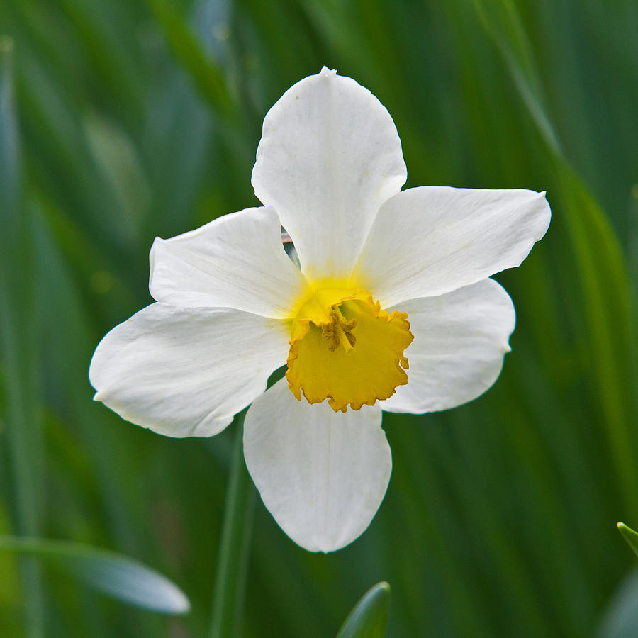 Daffodil #1 Photograph by David Freuthal
