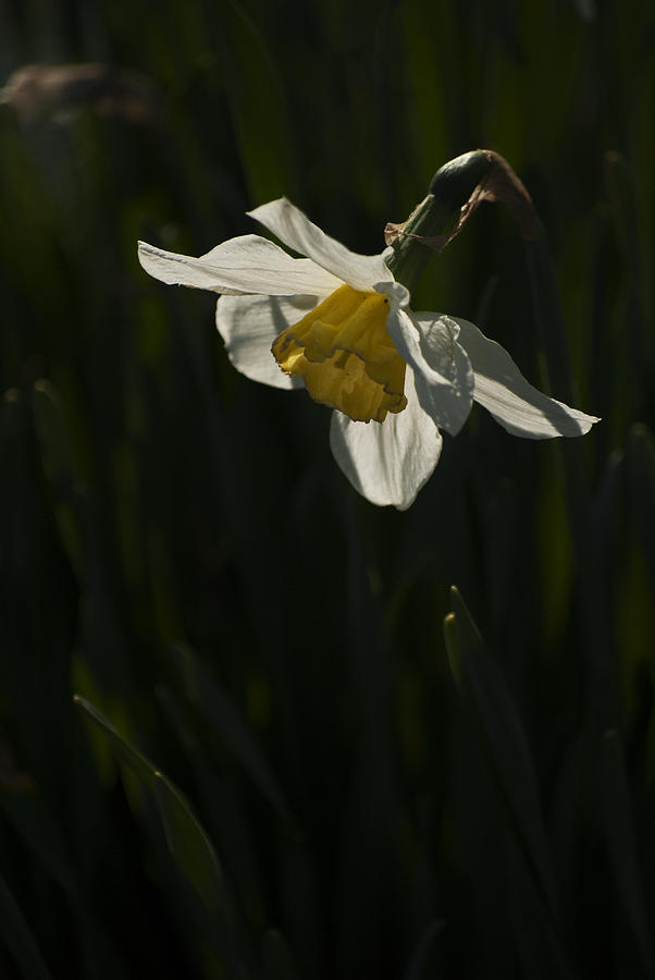 Daffodil #1 Photograph by Elsa Santoro