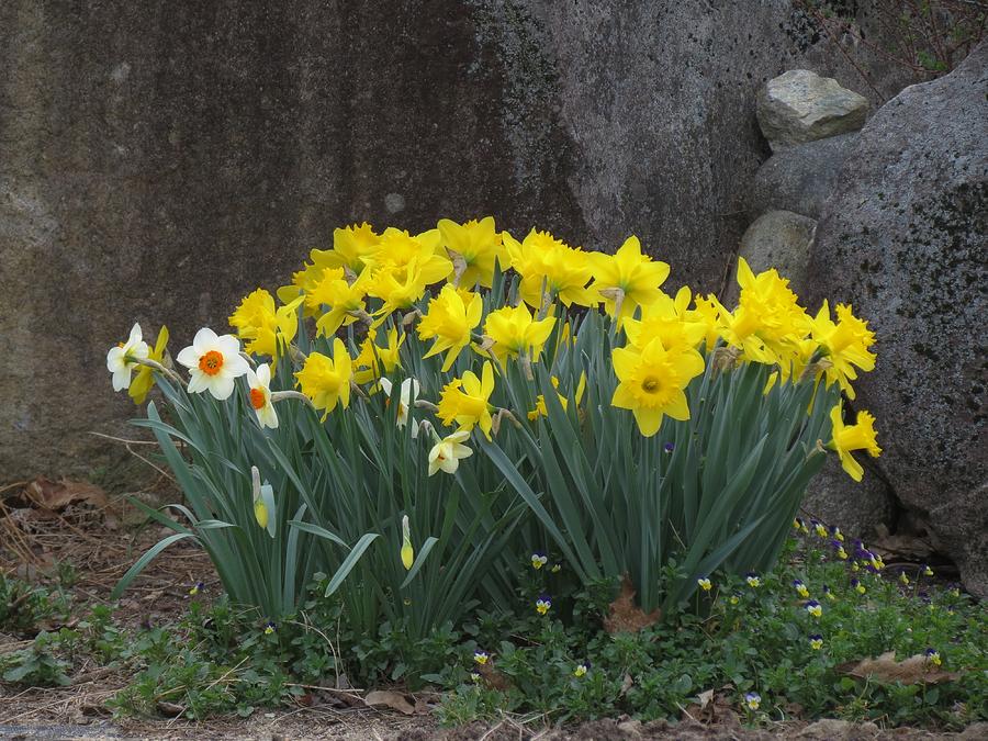 Photograph of a daffodil garden