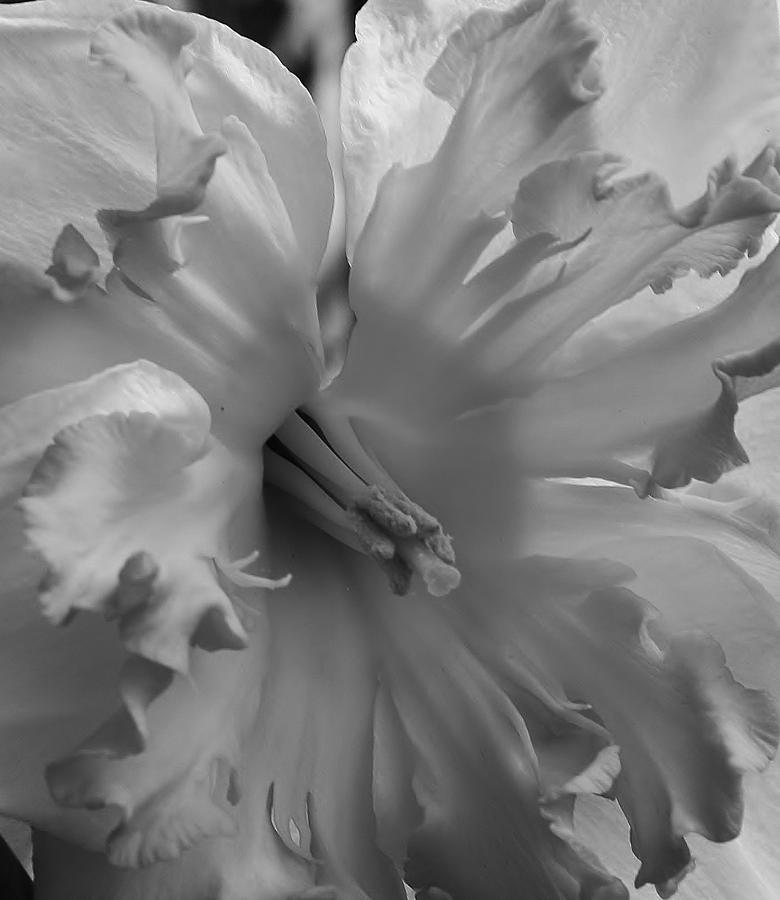 Daffodil in Black and White #1 Photograph by Bruce Bley