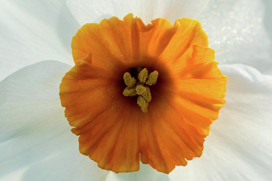 Daffodil #1 Photograph by Jay Stockhaus