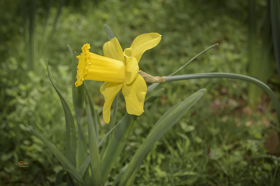 Daffodil #1 Photograph by Jim Thompson