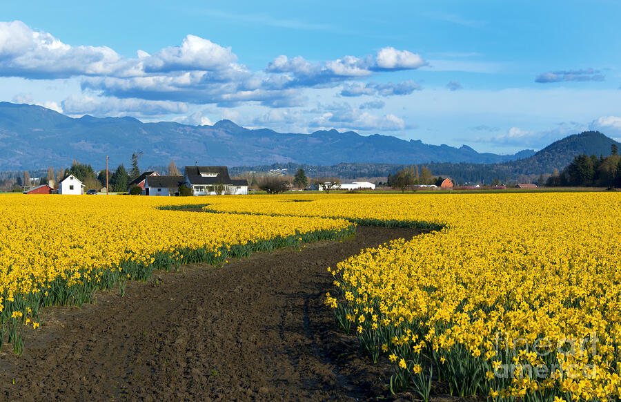 Daffodil Lane Photograph by Michael Dawson - Fine Art America