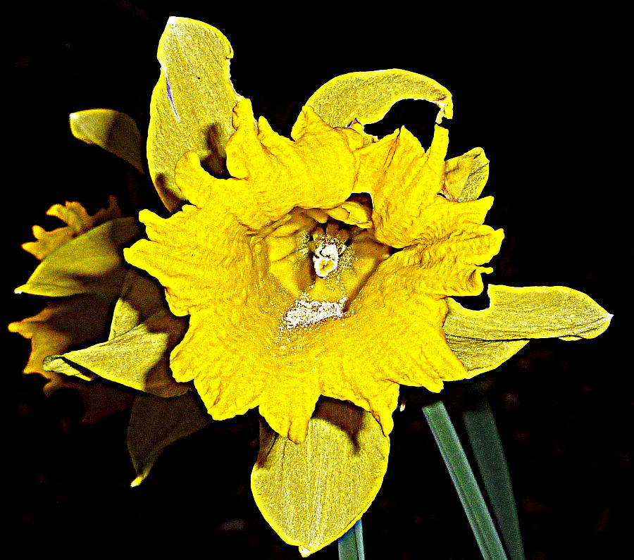 Daffodil #1 Photograph by Lukasz Ryszka