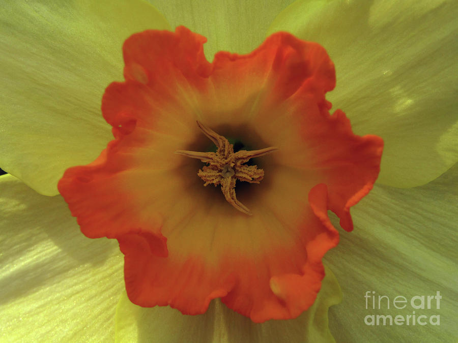 Daffodil Macro #1 Photograph by Kim Tran