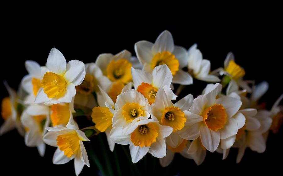 Spring Digital Art - Daffodil #1 by Maye Loeser