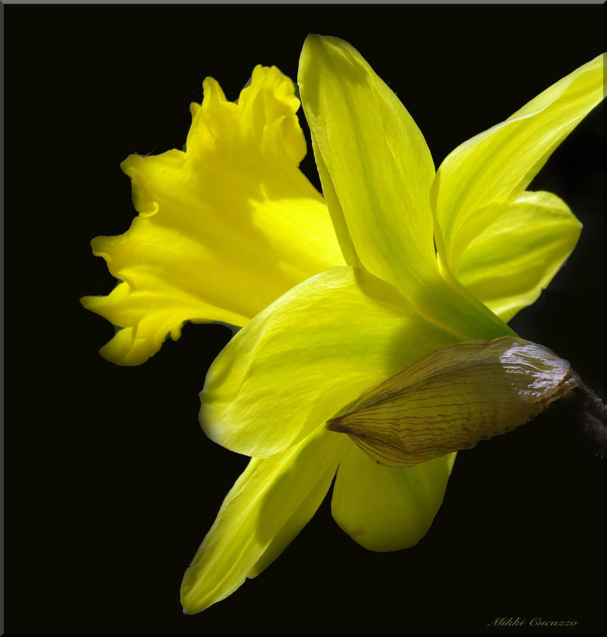 Daffodil on Black #2 Photograph by Mikki Cucuzzo