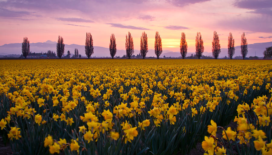 Daffodil Sunrise Photograph by Idaho Scenic Images Linda Lantzy - Fine ...