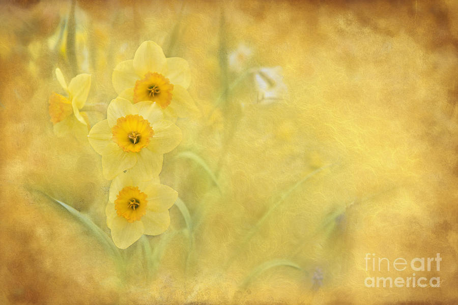 Daffodils #1 Photograph by David Arment