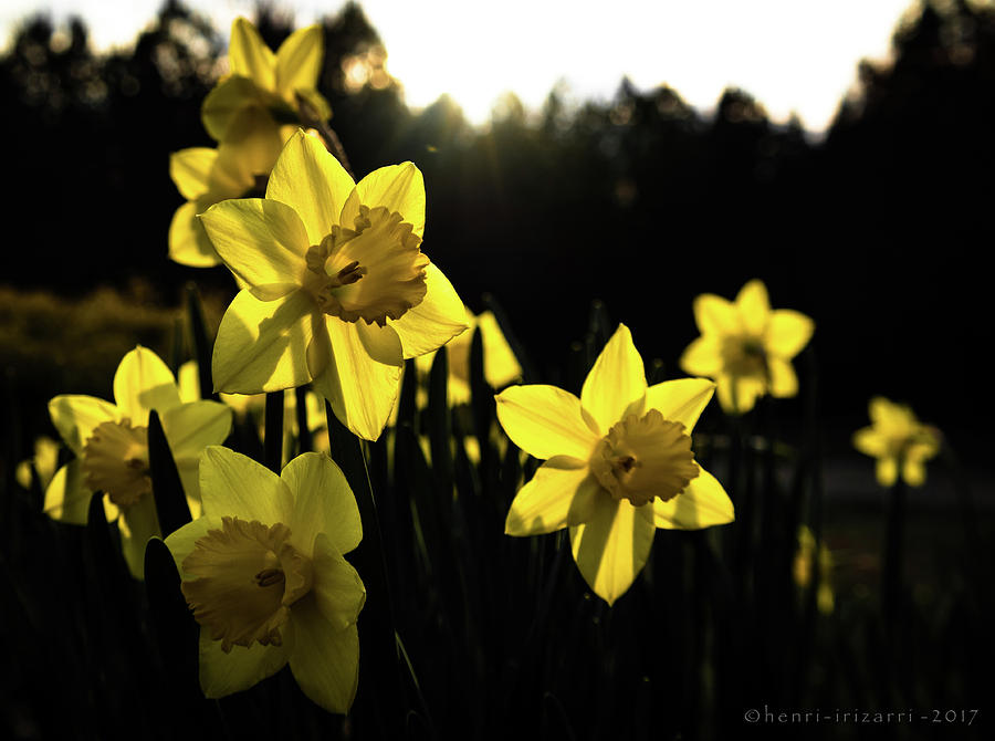 Daffodils #1 Photograph by Henri Irizarri
