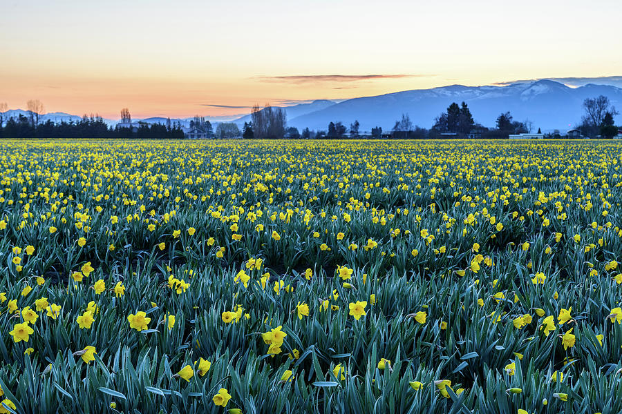 Daffodils In Skagit Valley #1 Digital Art by Michael Lee