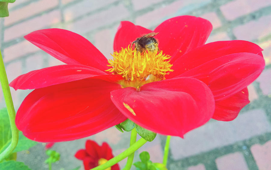 Nature Photograph - Dahlia and Bee #1 by Cesar Vieira