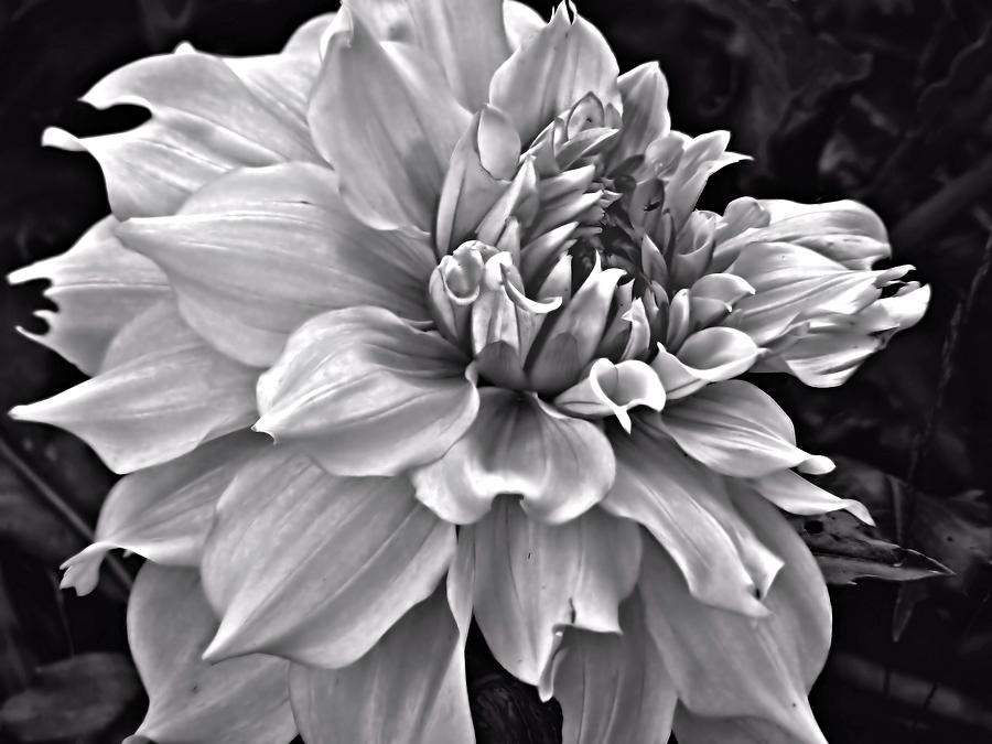 Dahlia #1 Photograph by Bob Welch - Pixels