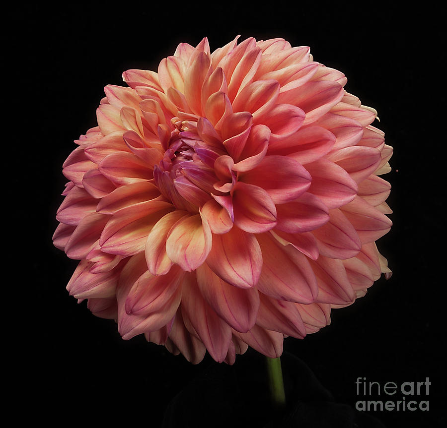 Dahlia Ferncliff Copper #1 Photograph by Ann Jacobson