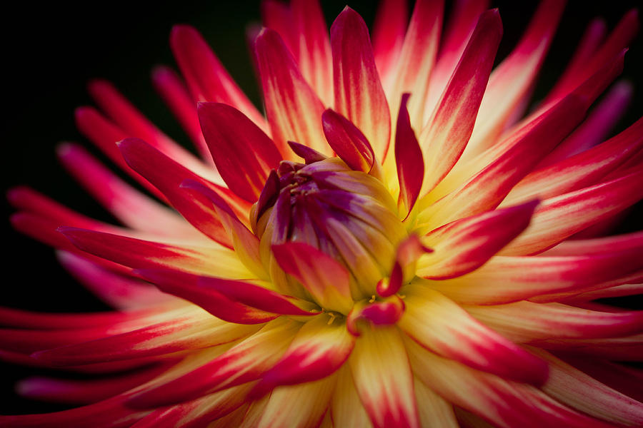 Dahlia Flame Photograph By Paul Slebodnick - Fine Art America