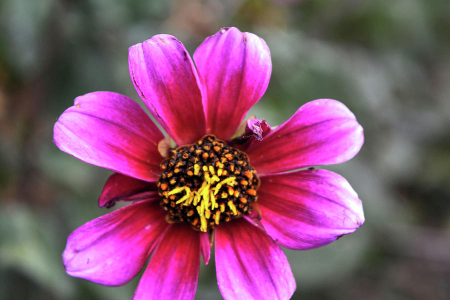 Dahlia flower #1 Photograph by FineArtRoyal Joshua Mimbs