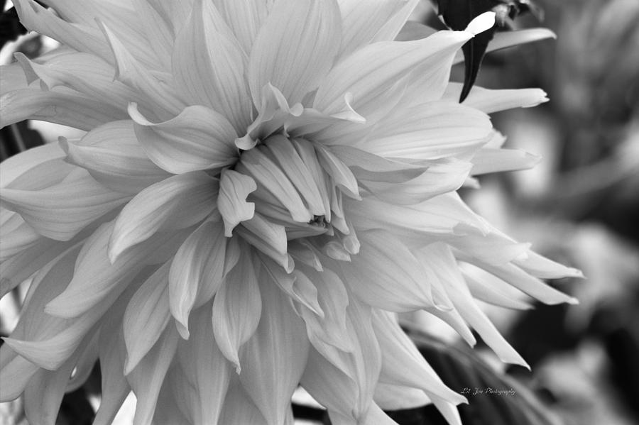 Dahlia In Black And White #1 Photograph by Jeanette C Landstrom