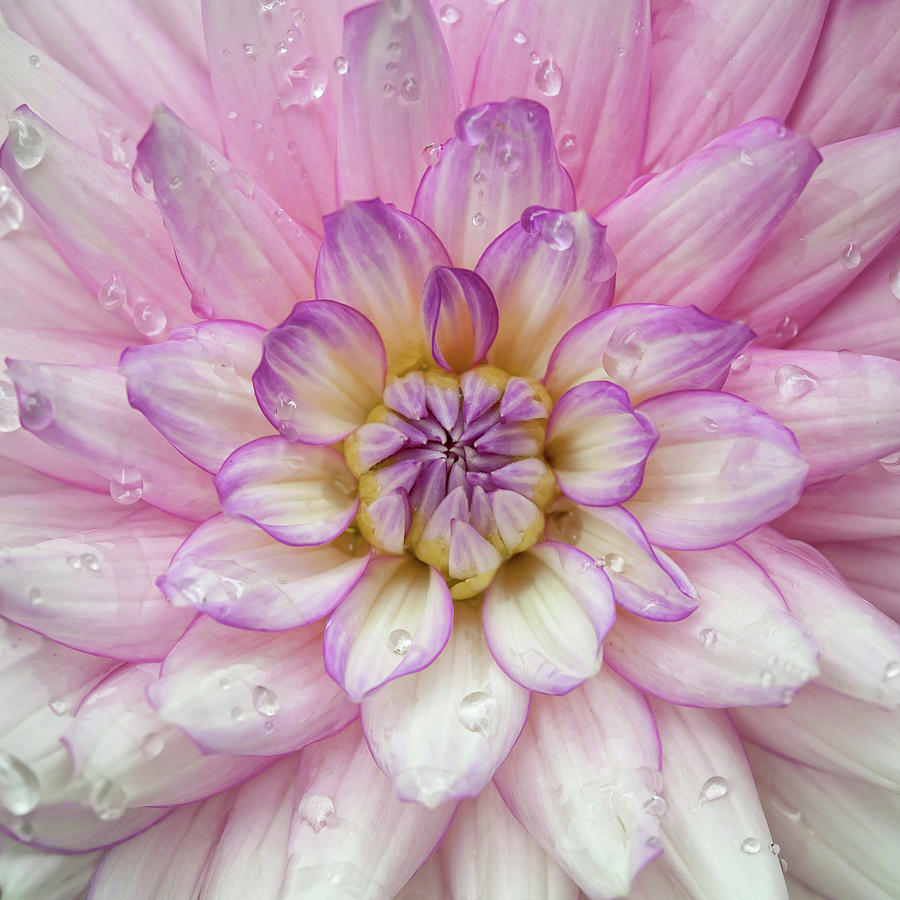 Dahlia Photograph by Kate Taylor | Fine Art America