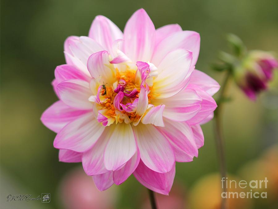 Dahlia named Pink Attraction #3 Photograph by J McCombie