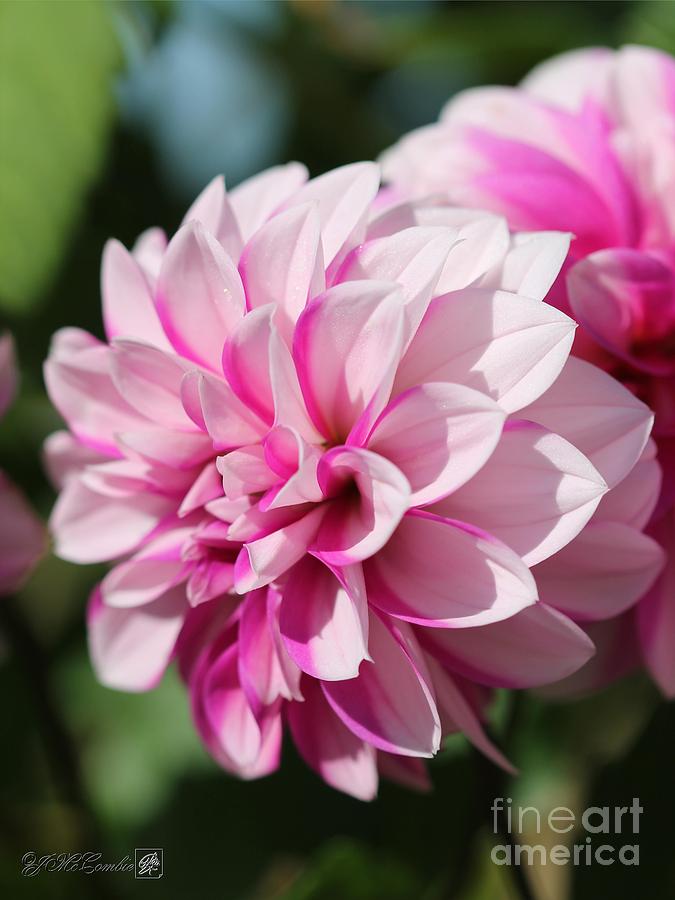 Dahlia named Priceless Pink #3 Photograph by J McCombie