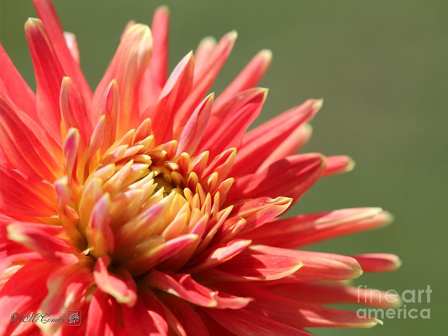 Flower Photograph - Dahlia named Willie of Orange #3 by J McCombie