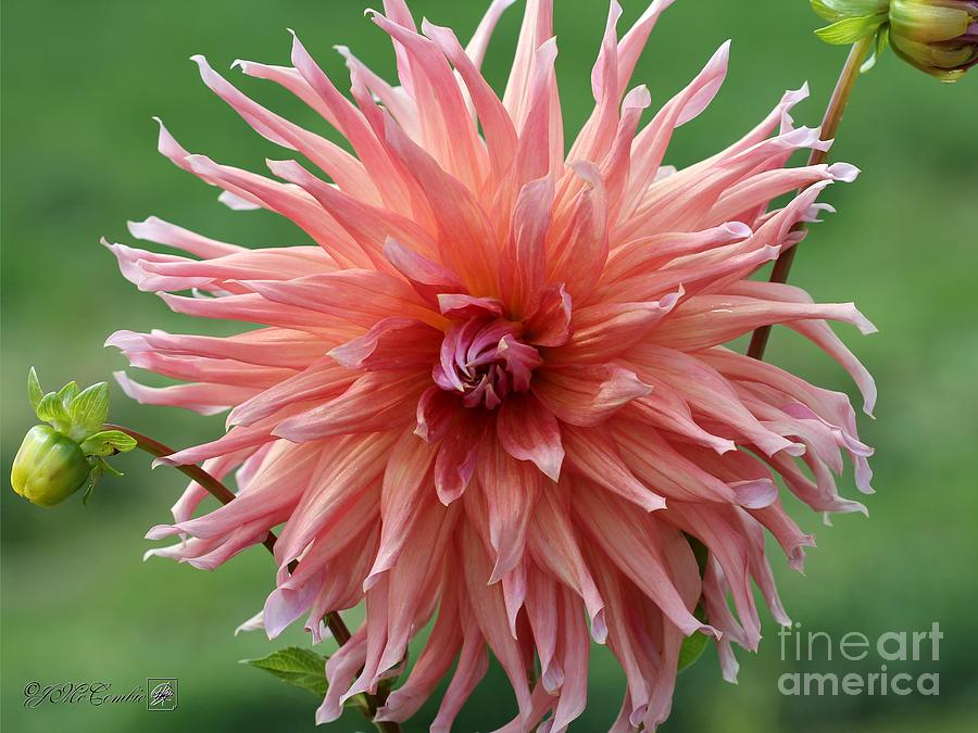 Dahlia named Wyns Pinking of You #3 Photograph by J McCombie