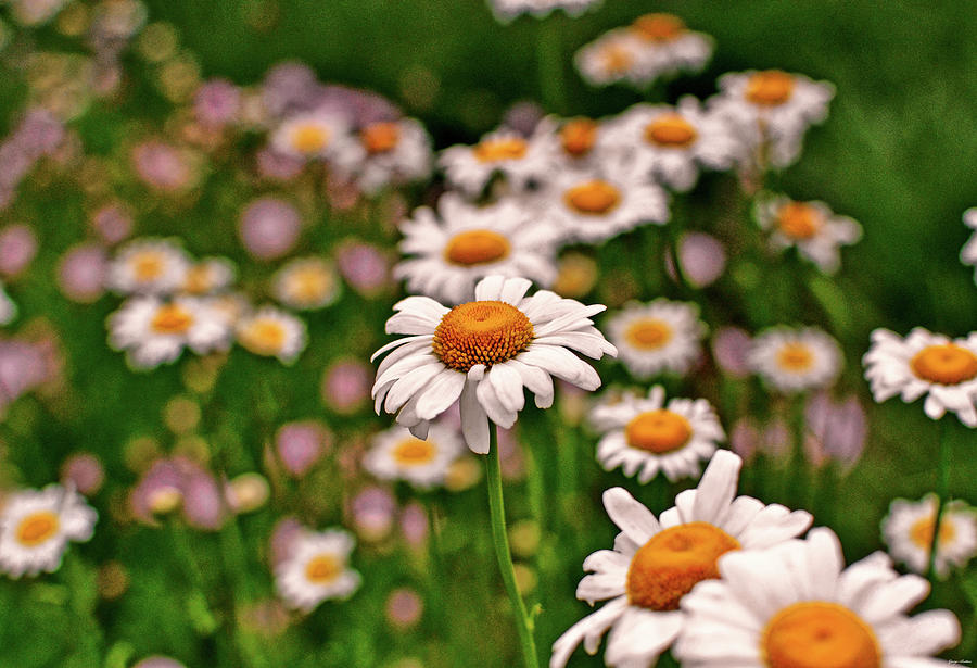 Daisies 006 #1 Photograph by George Bostian
