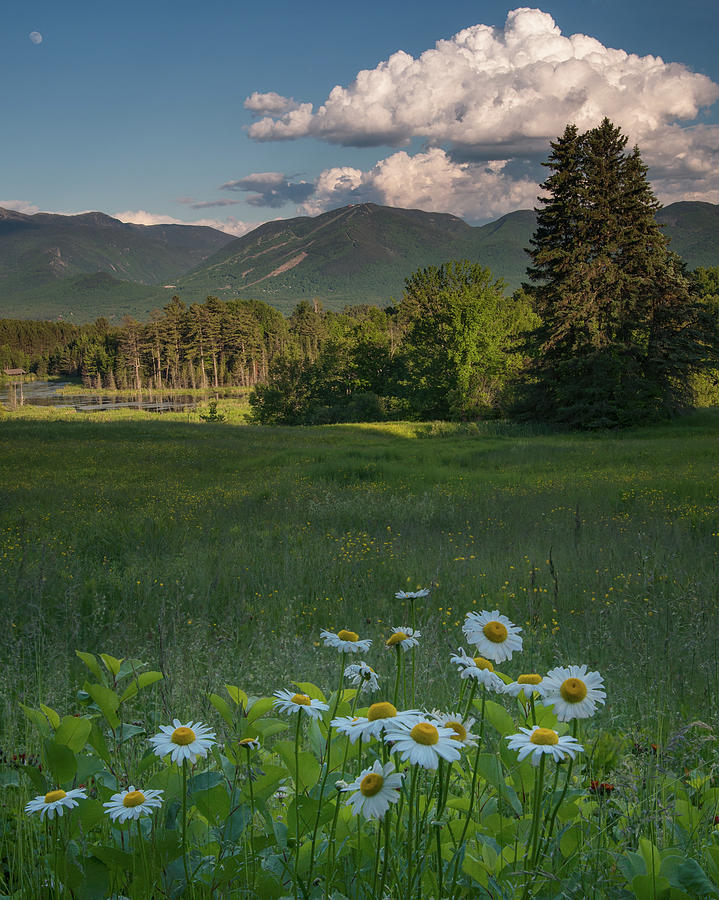 Daisies and Cannon Mountain #1 Photograph by Darylann Leonard Photography