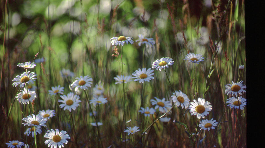 Daisies #1 Photograph by Jim Vance